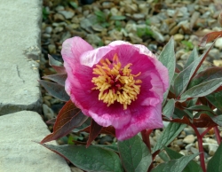 Bowl shaped strong pink flowers